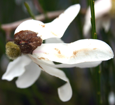 Magnolie-1.jpg